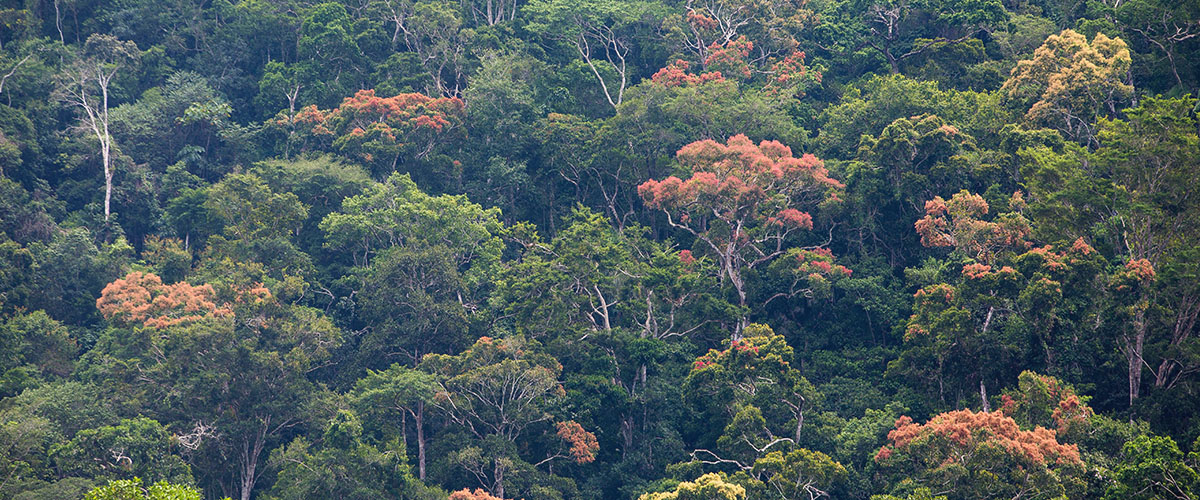 Selva y cataratas de Pucayaquillo