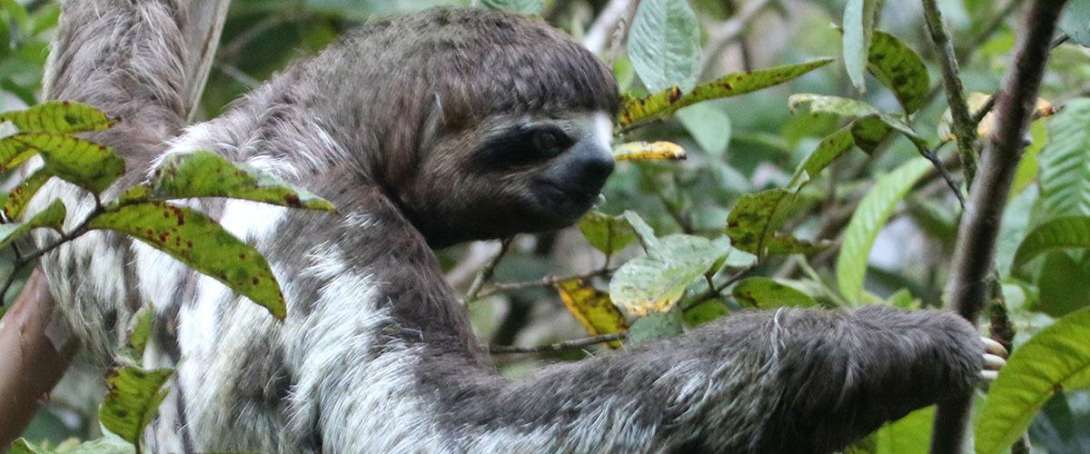 Ríos, selvas y aves