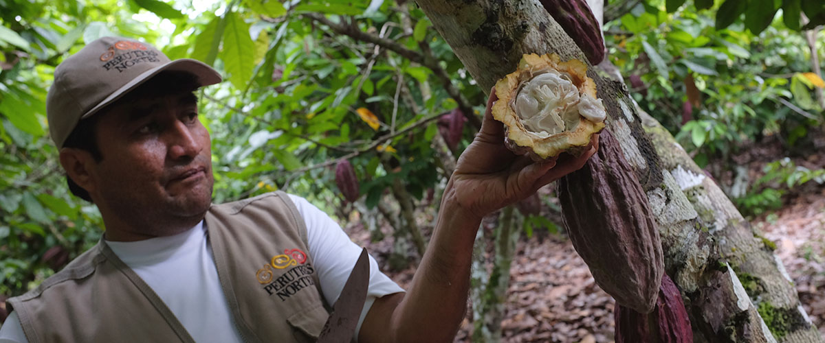 CHASUTA: LA SELVA DE CHOCOLATE