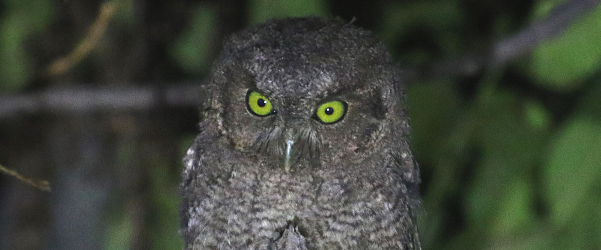 PUMARINRI NIGHTWALK - LA SELVA DE NOCHE