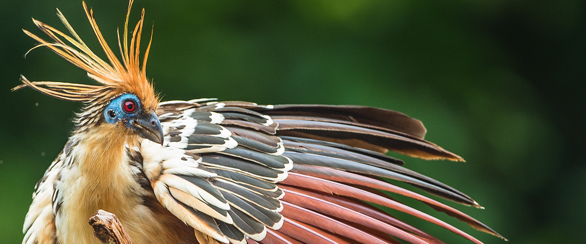 Ríos, selvas y aves