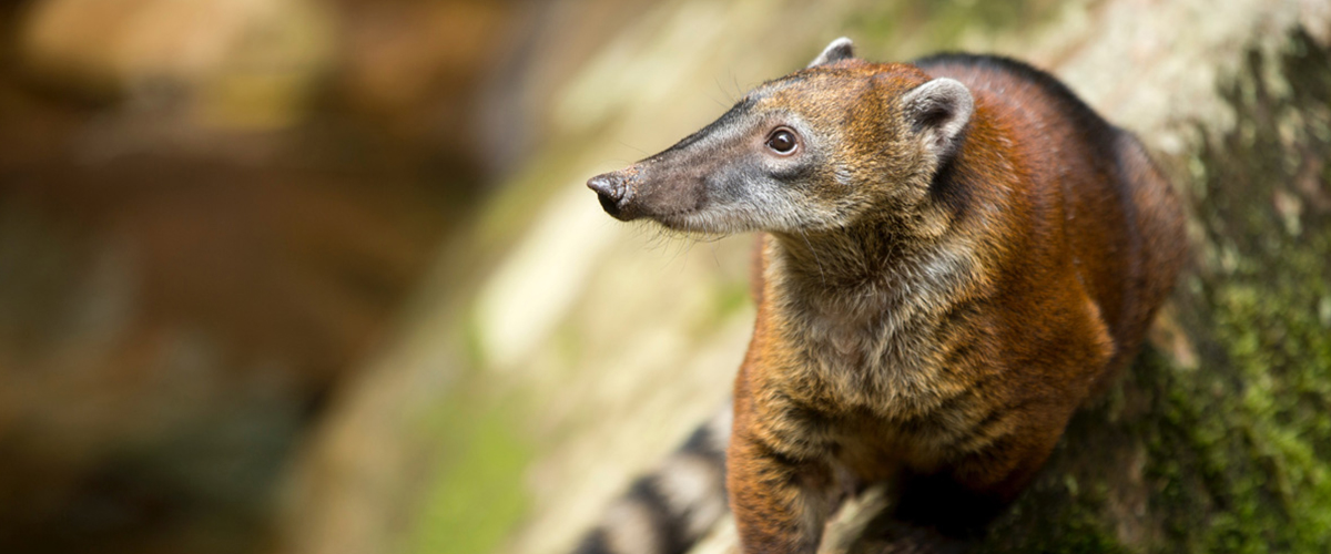 Ríos, selvas y aves