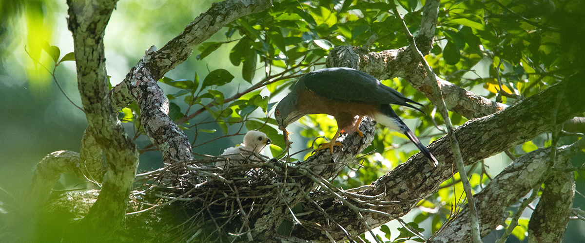 PUMARINRI DAYWALK LA SELVA DE DÍA