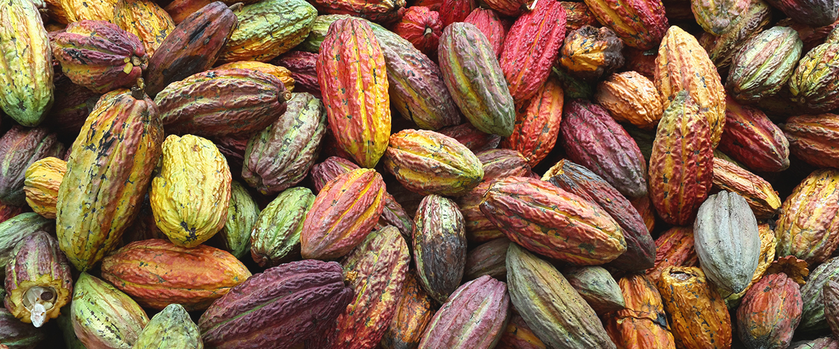 CHASUTA: LA SELVA DE CHOCOLATE