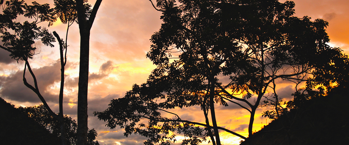 PUMARINRI NIGHTWALK - LA SELVA DE NOCHE