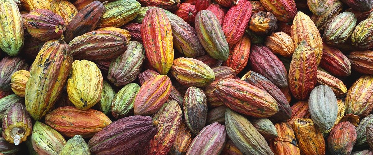 CHASUTA: LA SELVA DE CHOCOLATE