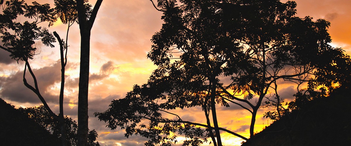 PUMARINRI NIGHTWALK - LA SELVA DE NOCHE